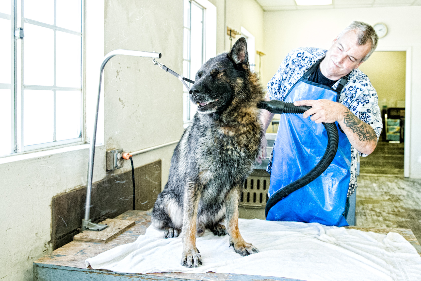 Los Angeles Dog Photography, Michael Brian, Police K-9 dog grooming, Santa Barbara Police, Brag
