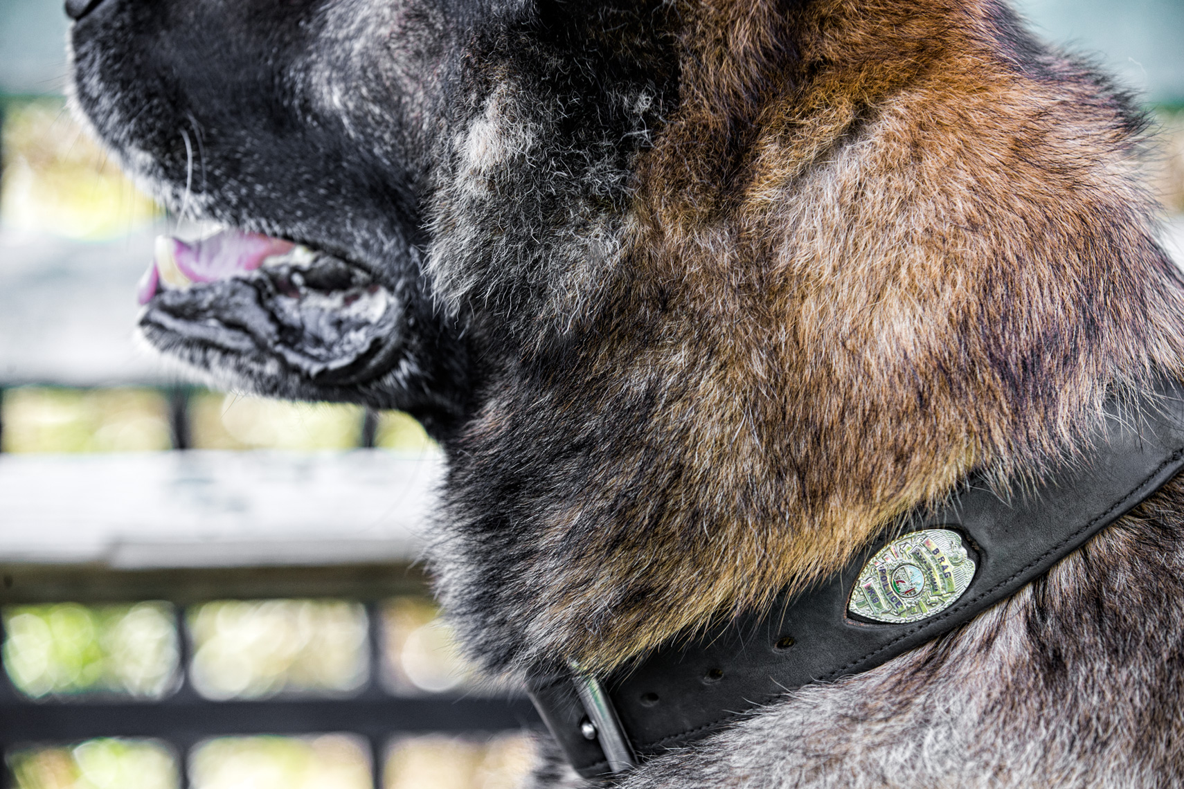 Los Angeles Dog Photography, Michael Brian, Santa Barbara Police K-9 Brag
