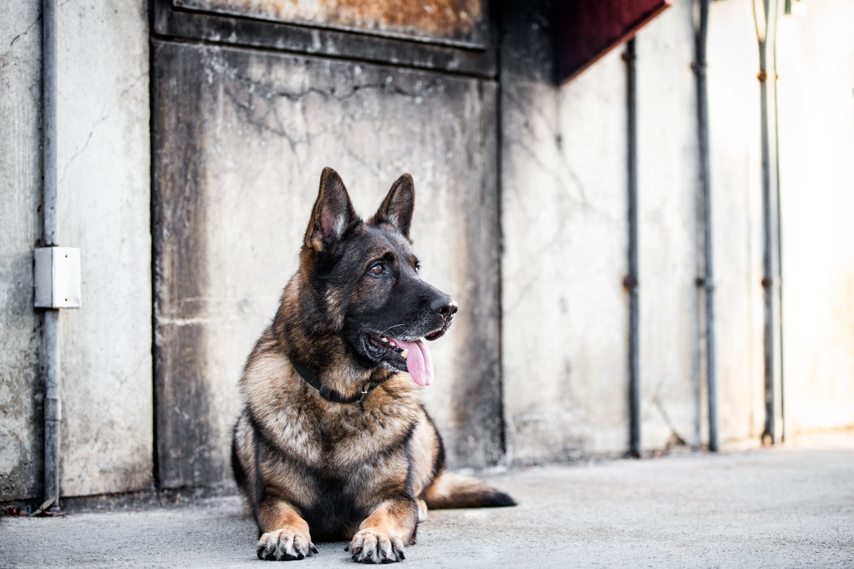 Los Angeles Dog Photography, Michael Brian, pet, cat, German Shepherd K-9 laying down, alert, SBPD, Santa Barbara Police 