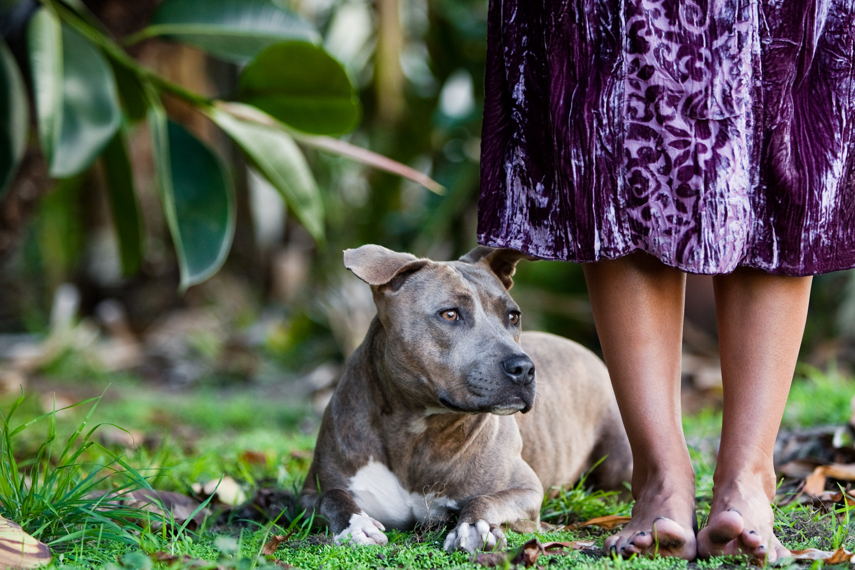Los Angeles Dog Photography, Michael Brian, pet, cat, Pit Bull at the feet of woman with long purple dress