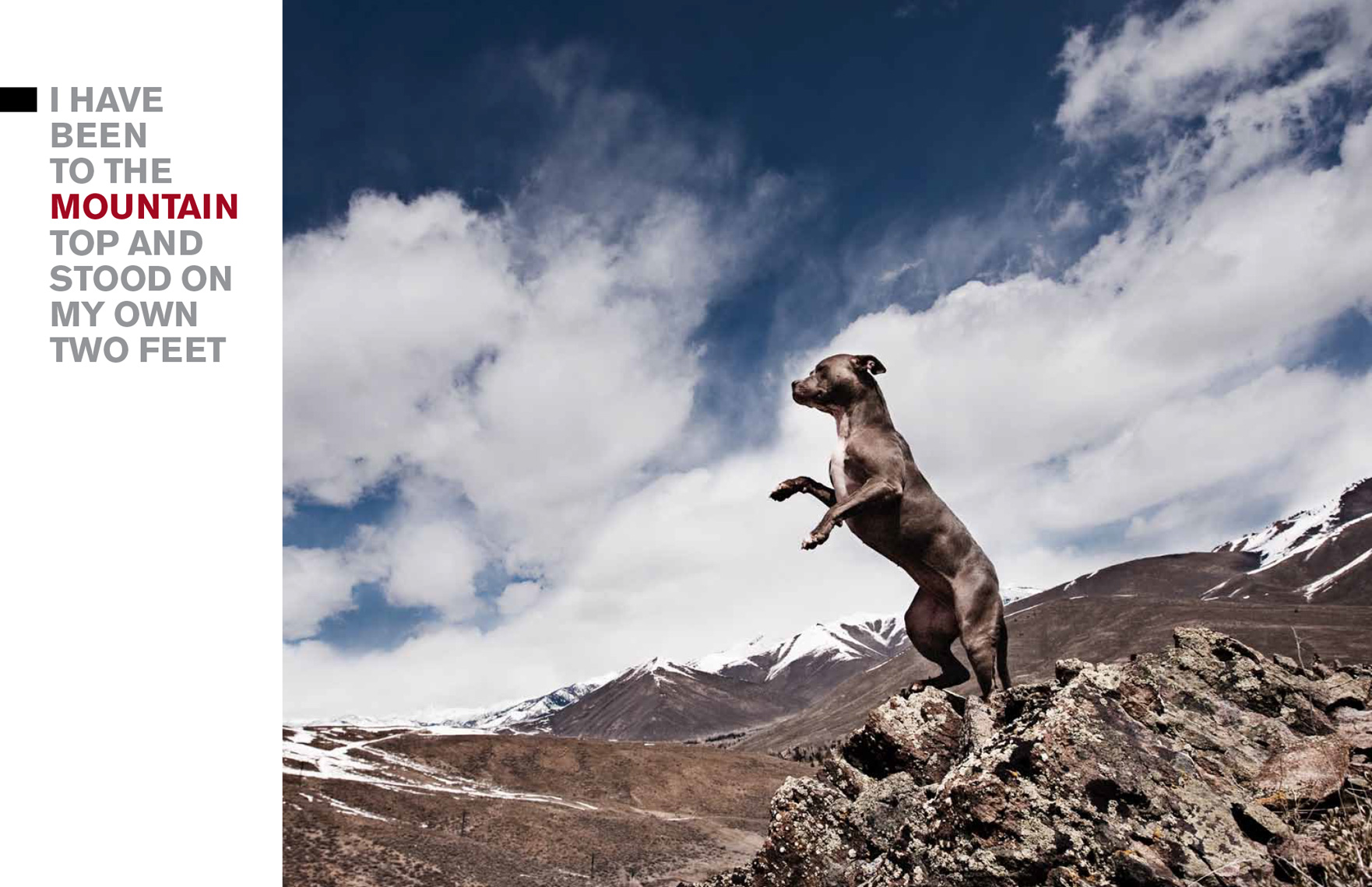 Los Angeles Dog Photography, Michael Brian, Pit Bull, mountain top, Sun Valley, Idaho, Blue Nose, Kasha Fierce