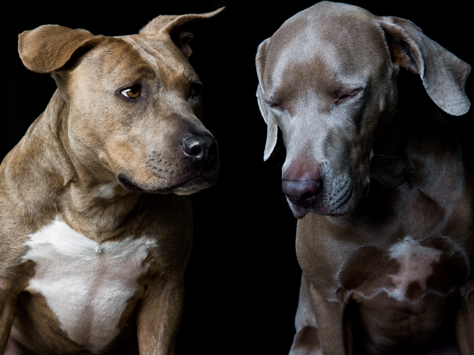 Los Angeles Dog Photography, Michael Brian, pet, cat, Studio portrait of Weimaraner and Pit Bull