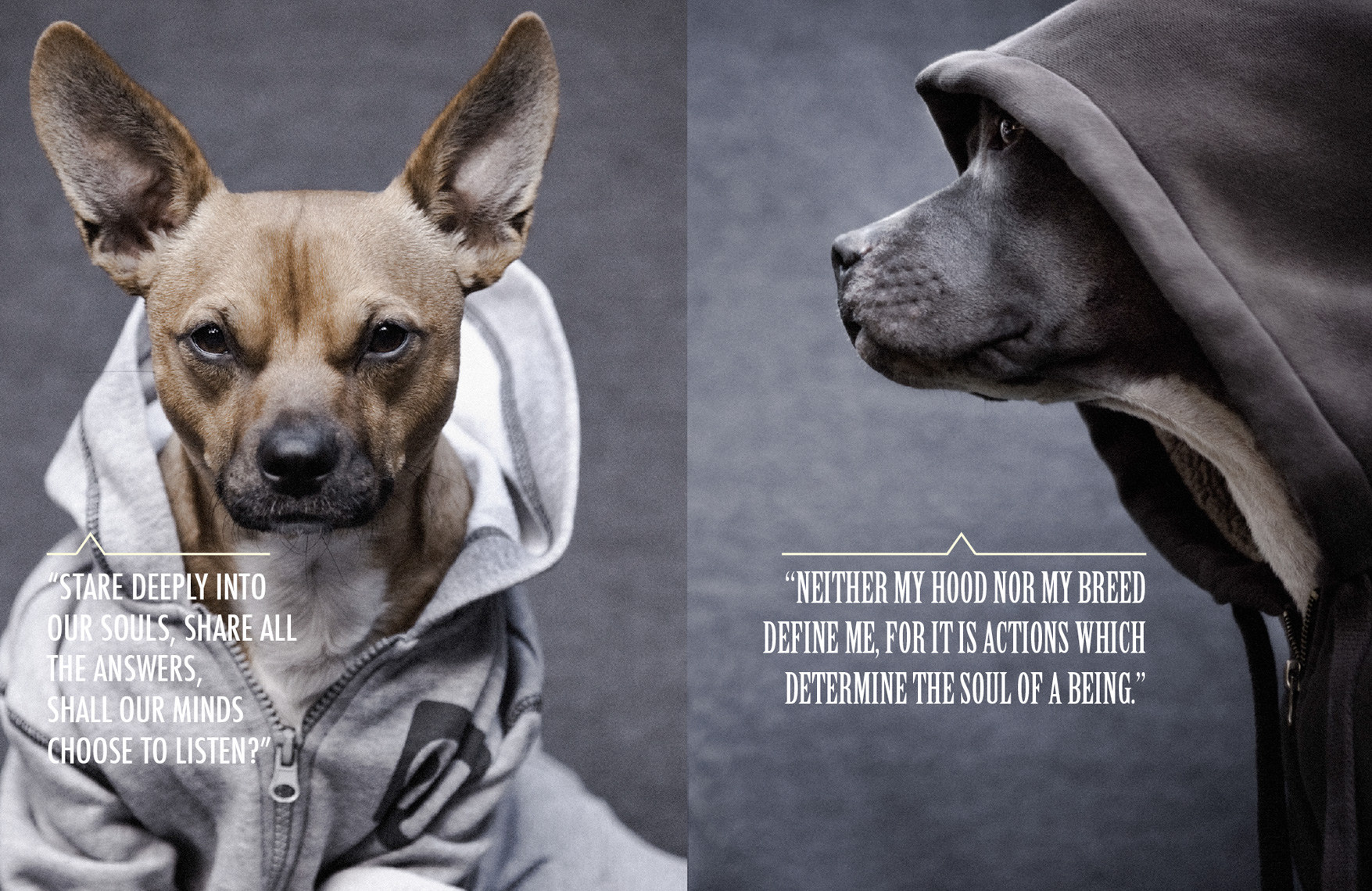 Los Angeles Dog Photography, Michael Brian, Pit Bull, Dogz n the Hood, Blue Nose