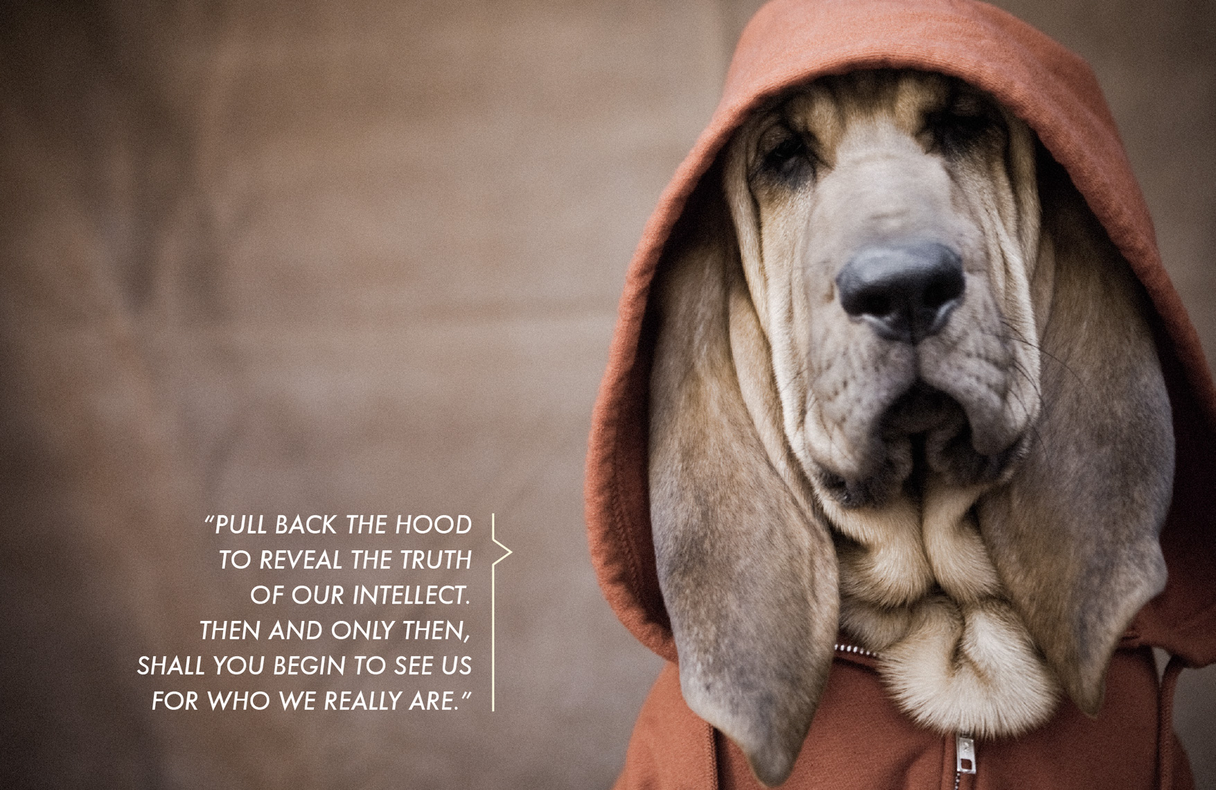 Los Angeles Dog Photography, Michael Brian, Bloodhound, Dogz n the Hood