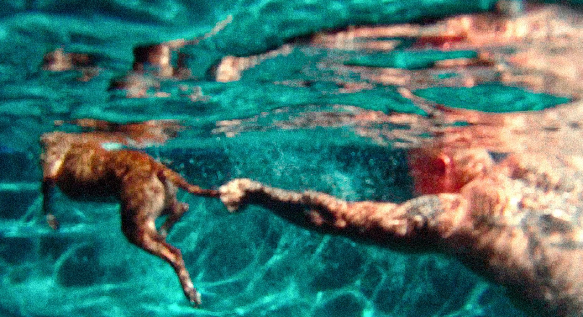 Los Angeles Dog Photography, Michael Brian, pet, cat, Dog Trainer Tyson Kilmer swims underwater with Pit Bull