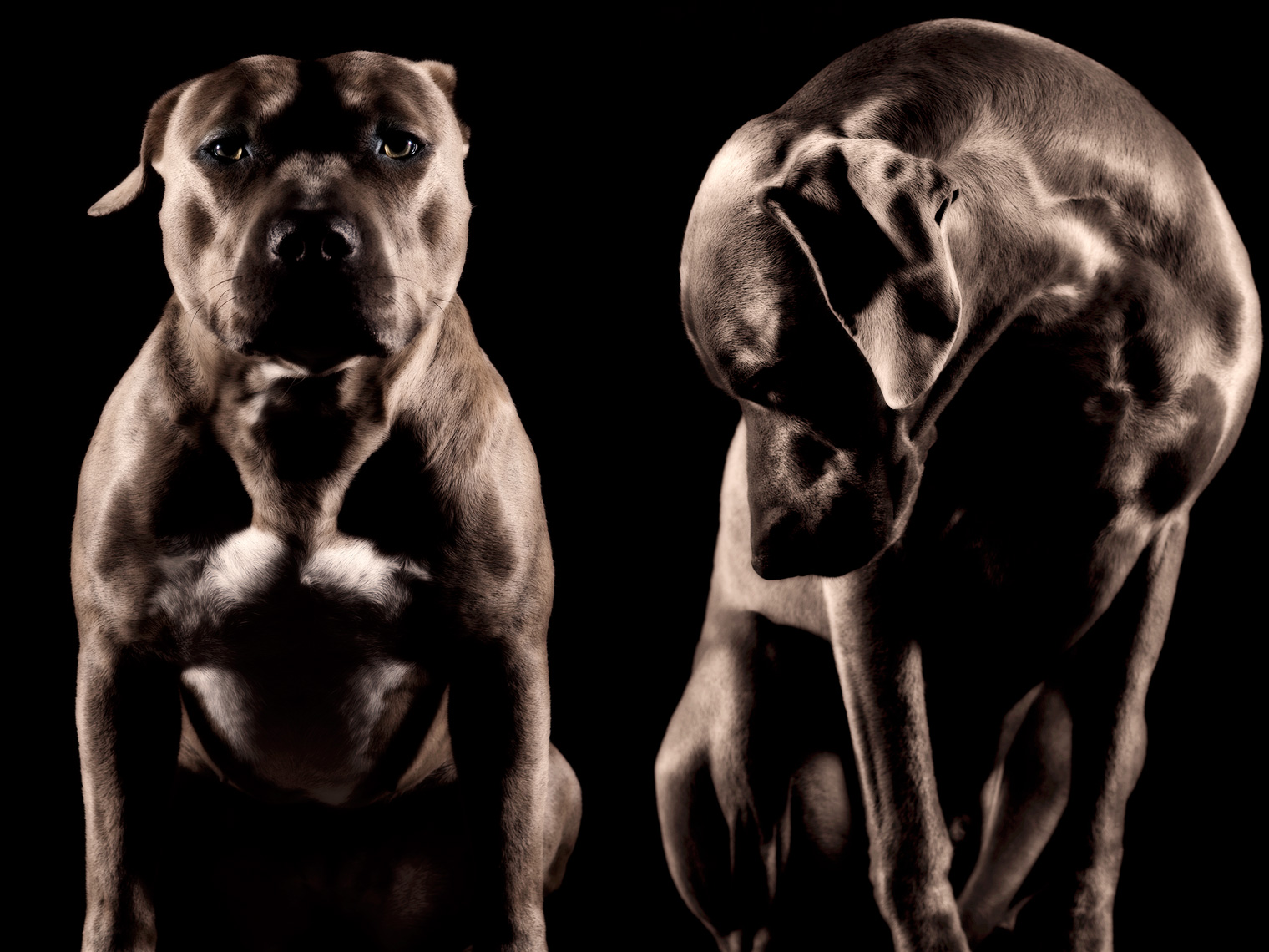 Los Angeles Dog Photography, Michael Brian, pet, cat, Weimaraner, Pit Bull, artistic studio portrait