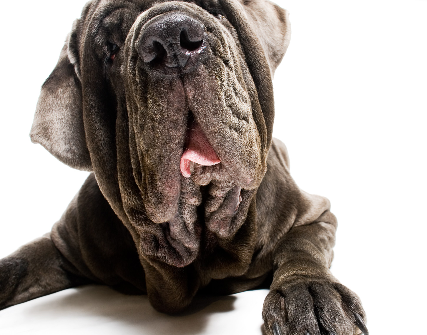 Los Angeles Dog Photography, Michael Brian, pet, cat, Neapolitan Mastiff, studio headshot portrait