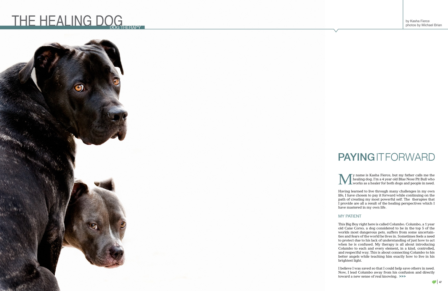 Los Angeles Dog Photography, Michael Brian, Dog Therapy, The healing Dog, paying it forward